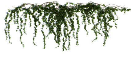 A branch of ivy hanging from a tree branch on a white background