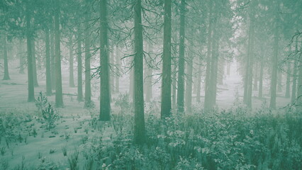 Obraz premium Majestic trees stand tall in a winter forest, blanketed in soft snow. The cool mist enhances the tranquil atmosphere, inviting a peaceful escape into natures embrace.
