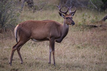 Fototapeta premium The Javan Rusa, also known as Sunda sambar, inhabits savannah areas near forest reserves, elusive and highly alert to danger.
