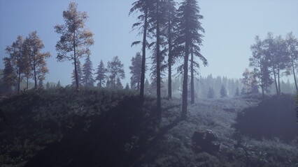 Soft sunlight breaks through the canopy of a tranquil forest, casting gentle shadows on the lush green undergrowth. The air is fresh with the scent of pine, inviting exploration.