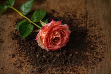 A wilted rose bloom rests on a wooden surface surrounded by spilled dirt, highlighting issues with indoor flowering plant health and care.