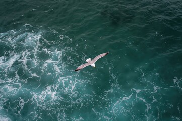 Obraz premium Seagull gliding above turbulent emerald ocean waves from a top view