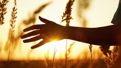 Girl touches summer grass with her hand, sunny meadow, sunset, nature. Young woman hand touching ears of grass, close-up. Happy girl walk through grassy field in park, sunlight on her palms. Freedom