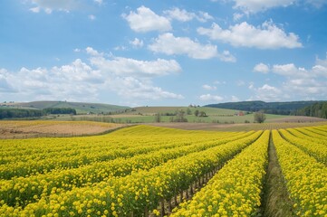 Picturesque Farmland with Alternating Yellow and Green Strips
