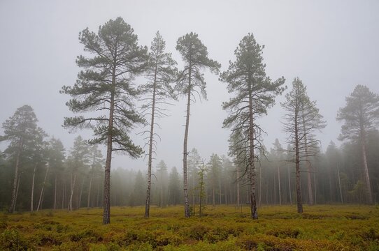 A group of six pine and birch trees standing in a forest clearing