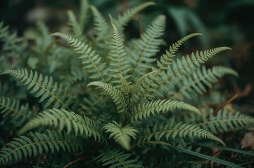 Close-up of tiny green fern foliage with a soft, out-of-focus backdrop. A decorative plant enhancing the home's front yard.