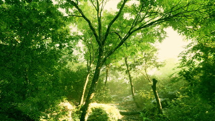 In a serene forest, vibrant green trees stretch towards the sky as sunlight streams through their leaves, creating a peaceful atmosphere. The scene captures natures beauty and calmness.