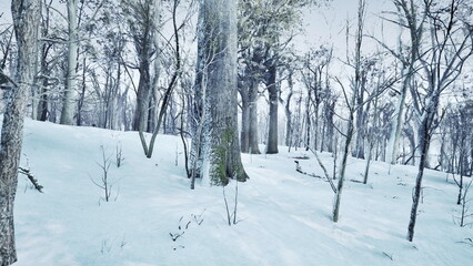Obraz premium A peaceful forest scene showcases tall, bare trees dusted with fresh snow. The ground is blanketed in white, creating a serene winter wonderland. Silence fills the air.
