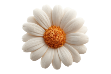 Close-up of a daisy flower with white petals and orange center on black background, cut out