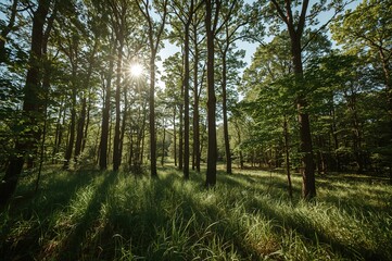 Fototapeta premium Lush forest scenery on a bright sunny day