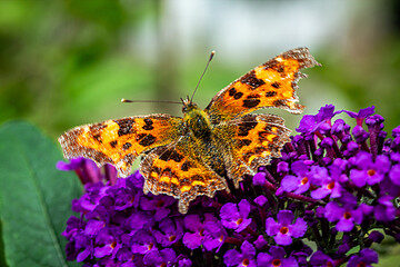 butterfly on flower