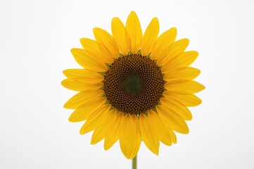 Fototapeta premium Vibrant Yellow Sunflower Against a Clean White Backdrop