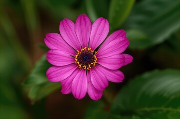 Obraz premium Picture of a Stunning Blossom Set Against a Soft Backdrop