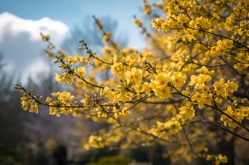 Scenic springtime panorama featuring a vibrant tree adorned with yellow blossoms in a garden setting.