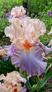 Creamy with a purple tint decorative garden Iris germanica with large flowers in the botanical collection