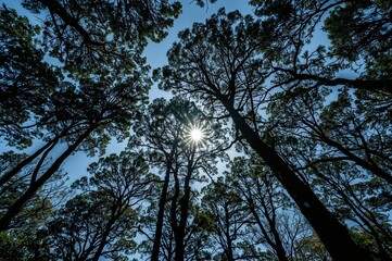 Obraz premium Sunlight Breaking Through Tree Leaves