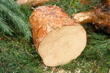 Close up of cut pine tree trunk, surrounded by soft greenery.