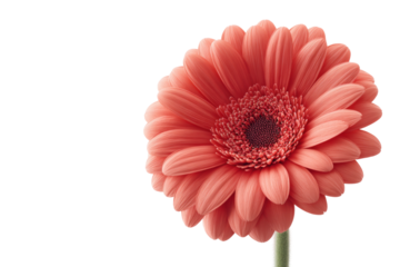 Vibrant pink gerbera daisy blooming with green stem, cut out