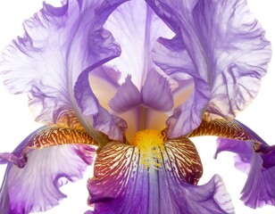 Close-up of a vibrant purple iris (1)