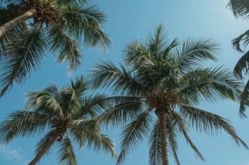 Fototapeta premium Skyward view of palm tree crowns