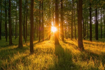 Obraz premium Bright woodland during sunset with tree trunk silhouettes