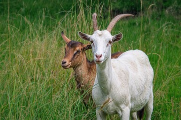 Farmed goats. The goat (Capra hircus) is a tamed type of goat-antelope commonly raised as farm animals. It originated from wild goats found in the southwestern region of Asia.