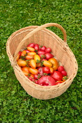 Tomatoes of different varieties in wicker basket on green grass. Harvesting tomatoes.