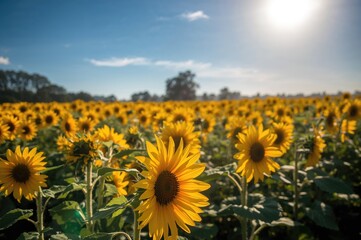 Obraz premium Bright Yellow Sunflowers Flourishing in a Sunny Summer Garden