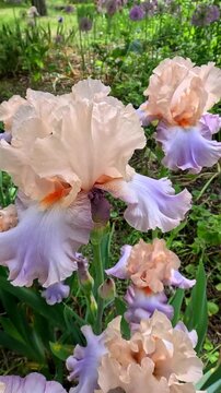 Creamy with a purple tint decorative garden Iris germanica with large flowers in the botanical collection