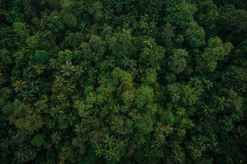 Obraz premium Aerial view of a vibrant tropical rainforest canopy