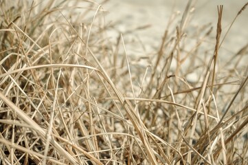 Fototapeta premium Abstract texture of dried grass and straw from previous year, natural pattern with summer and spring vibes, animal-friendly background