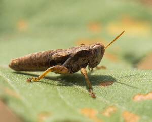 A Brown Grasshopper Resting on a Green Leaf with Rusty Spots in Early Autumn