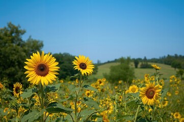 Obraz premium Bright Yellow Sunflower Blossoms