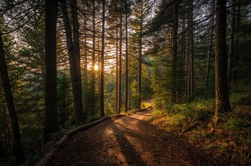 Obraz premium Sun rays shine through tall pine trees, illuminating the trail
