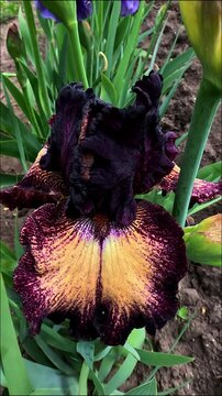 A dark purple flower with a yellow center decorative garden Iris germanica with large flowers in the botanical collection