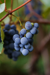 Vineyard plant with grape clusters in sunlight. Grapevine full of ripe clusters, symbol of agriculture, fruit farming, and winemaking traditions.