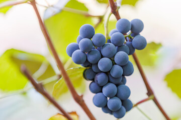 Ripe fruit cluster for wine and food. Vineyard grape bunch close-up, symbol of natural farming, agriculture and seasonal harvest.