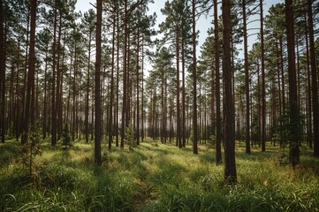 Fototapeta premium Summer scene of a charred woodland with green grass and natural surroundings