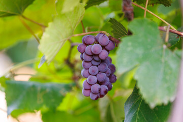Sunlit Grapevine With Ripe Fruit