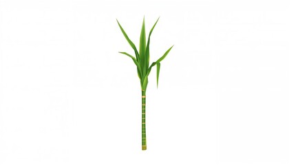 Fototapeta premium Vector illustration of a sugarcane stalk with leaves on a white backdrop