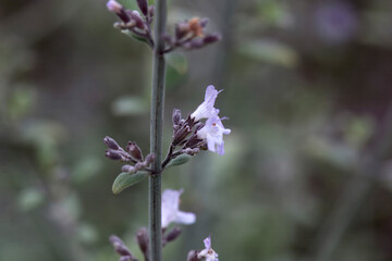 Blossom of a white leaved savory, Clinopodium serpyllifolium