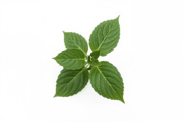 Overhead shot of a fresh green tobacco seedling against a white backdrop