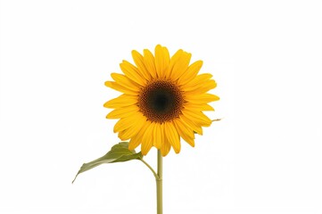 Obraz premium Single sunflower against a plain white backdrop