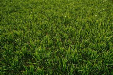 Obraz premium During summer, lush green grass forms a stunning backdrop with a textured, sunlit ambiance, enhanced by flourishing leafy vegetation and blooming flowers