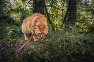 A curious orange cat on a harness investigates the woods, perched on a stone, smelling foliage, enveloped by vibrant green plants.