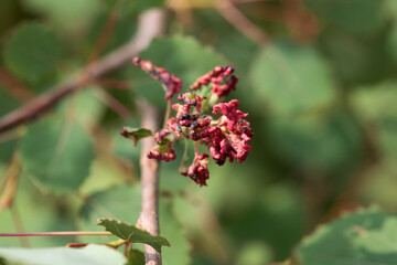 Mite galls of the species Aceria dispar