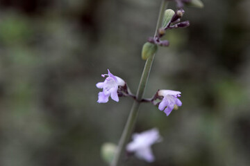 Blossom of a white leaved savory, Clinopodium serpyllifolium