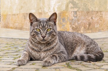 Homeless feline resting on an urban road in a European town