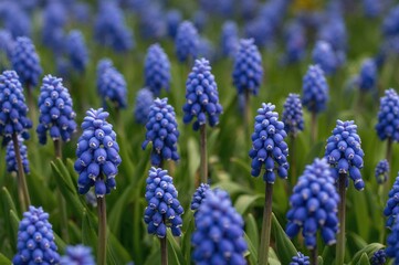 Close-up of blue Muscari armeniacum blossoms blooming in spring
