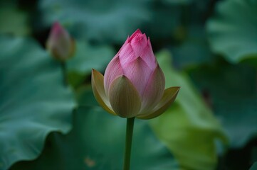 A Lotus Blossom Bud Emerging from the Water
